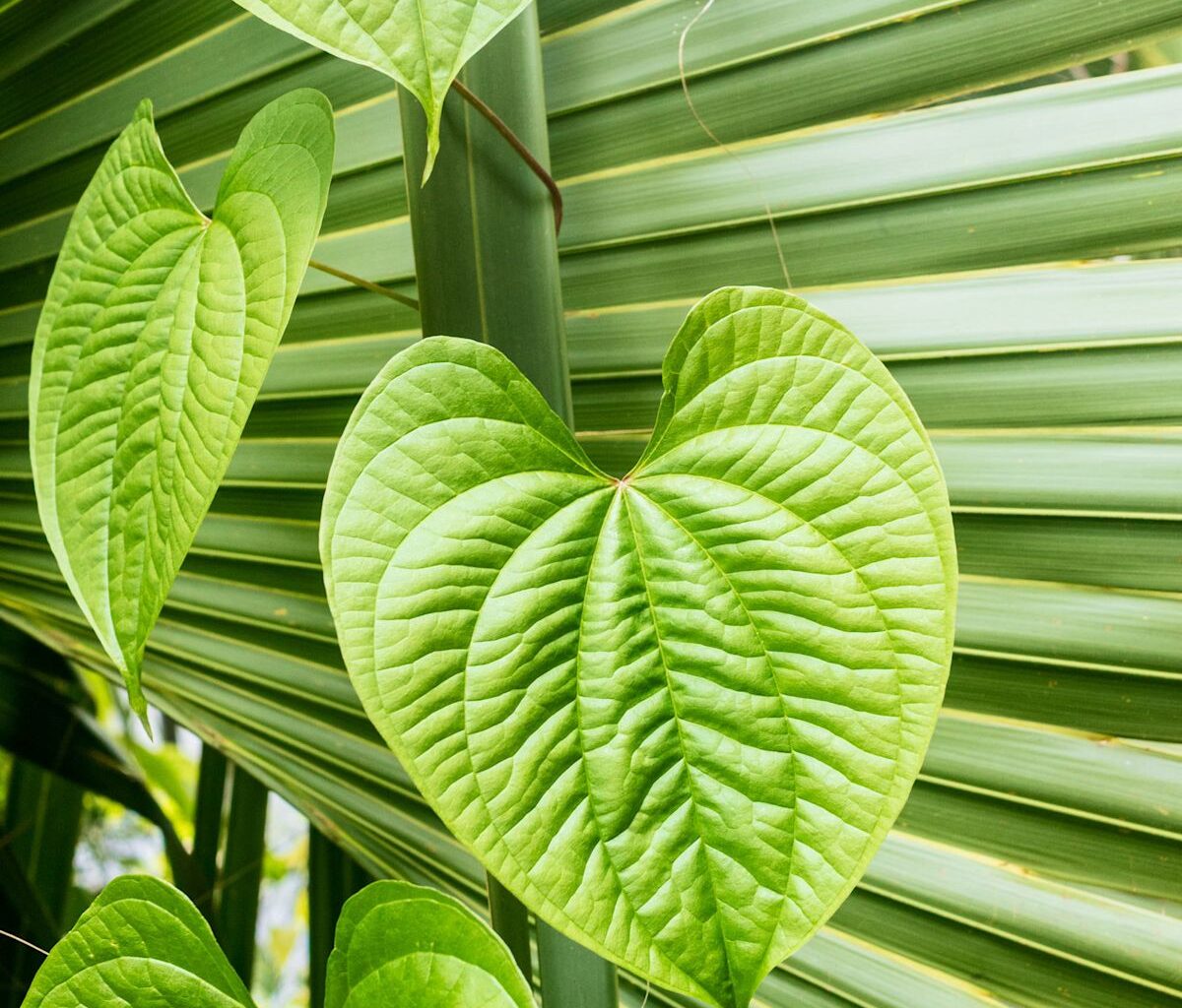The Darwinian Gardener hits Florida's thermal barrier