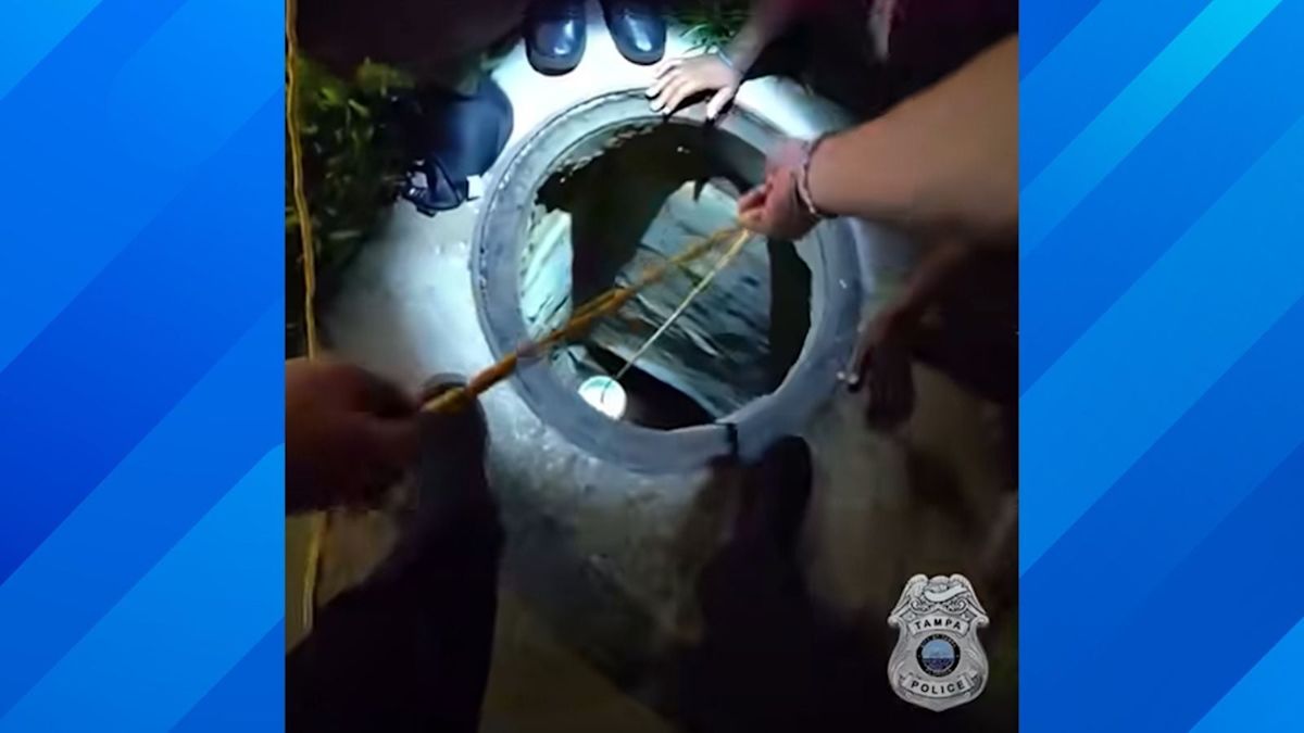 Tampa Cops Use a Bucket and Cheese to Rescue Tiny Dog Trapped in Drain Before It Finds a ‘Fur-Ever Home’