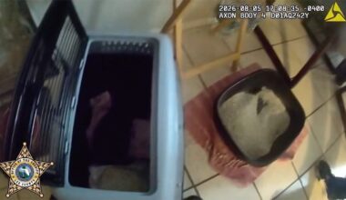Florida man allegedly abused kittens in front of daughter to punish her