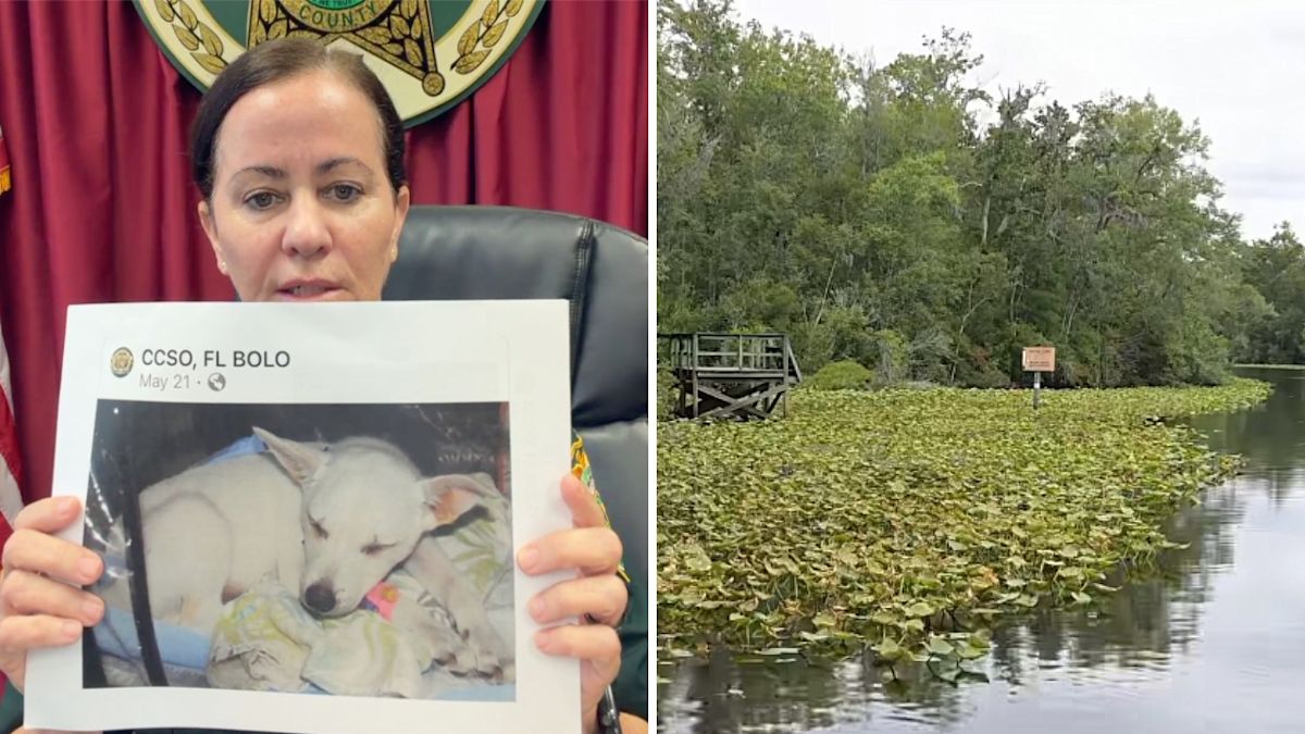 Viral Claim That Kids Tried To Drown Dog In Florida Was A ‘Lie’, Sheriff Says