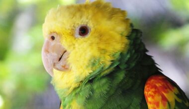 Parrot Enjoying a Florida Rainstorm Is Cuteness Overload
