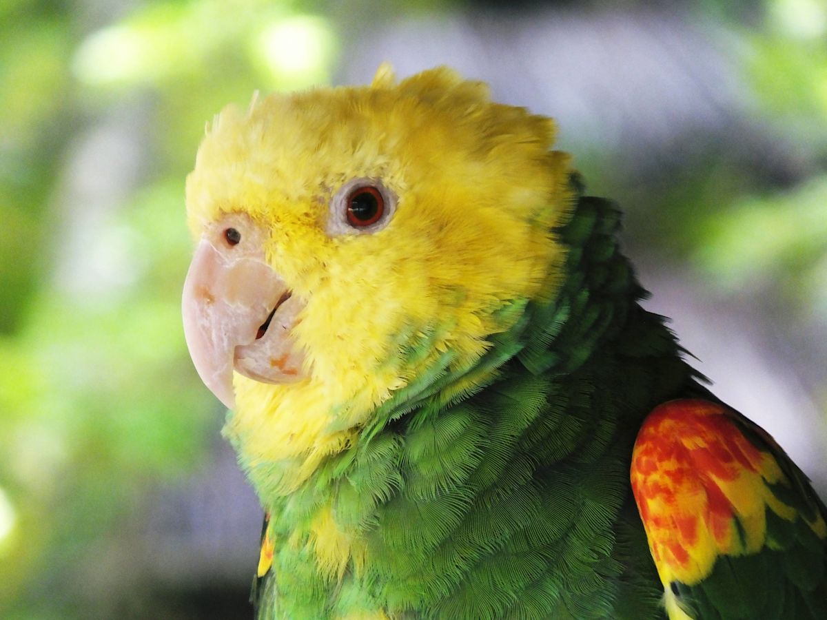 Parrot Enjoying a Florida Rainstorm Is Cuteness Overload