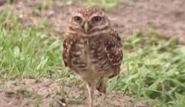 Florida Residents Heartbroken After a Construction Project Displaces Threatened Owl’s Nest