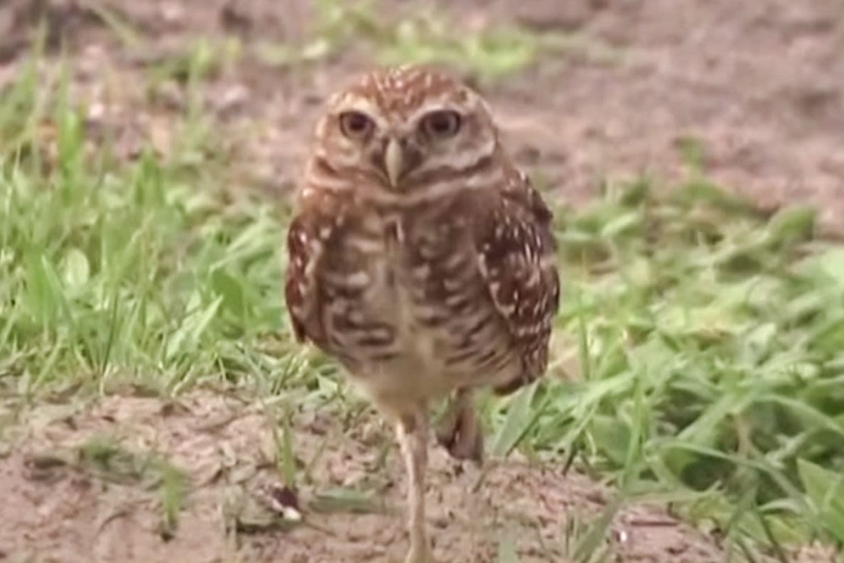 Florida Residents Heartbroken After a Construction Project Displaces Threatened Owl’s Nest