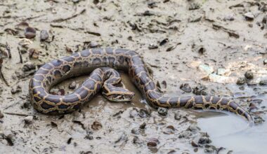 Florida's pythons seem to skip Lee County, but experts say they're just too good at hiding