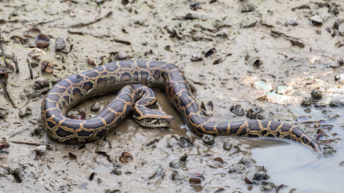 Florida's pythons seem to skip Lee County, but experts say they're just too good at hiding
