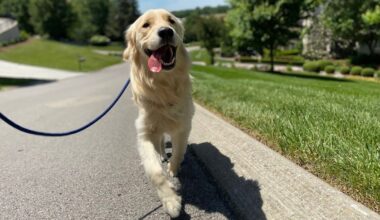 Jacksonville rescue dog beats rare fungal disease as owner warns Florida pet owners