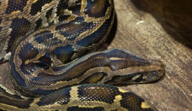 In Southwest Florida, Burmese pythons have become a major part of State Department employees' briefing