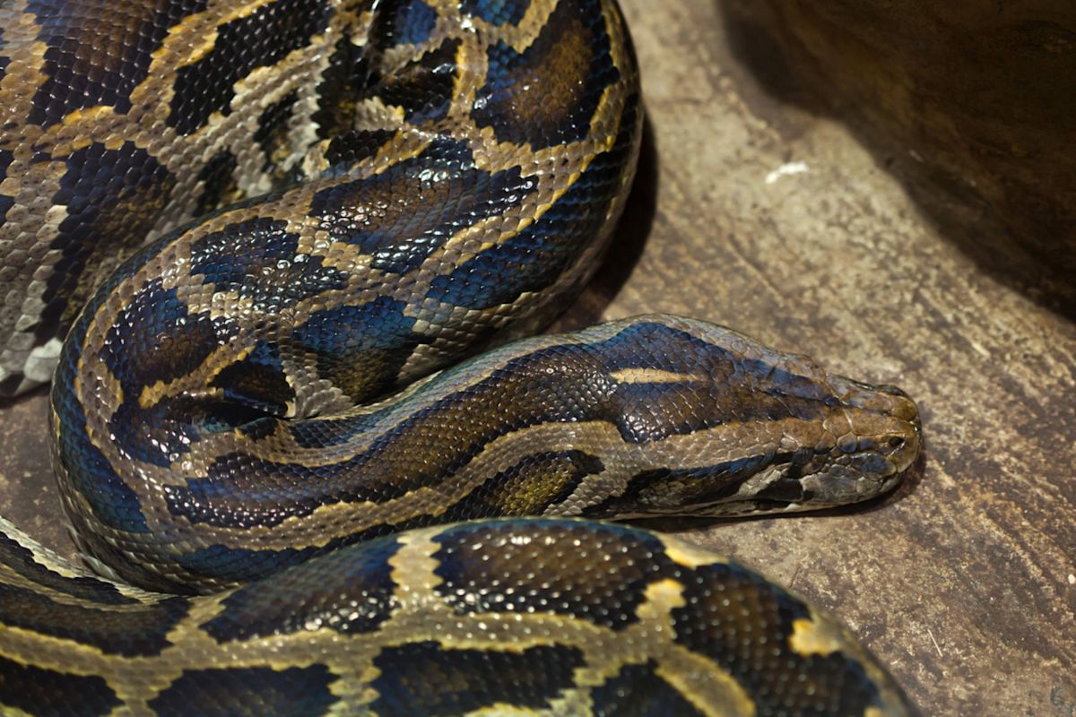 In Southwest Florida, Burmese pythons have become a major part of State Department employees' briefing