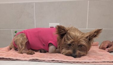 Florida Yorkshire terrier is recovering after gator attack broke 4 ribs, collapsed both lungs