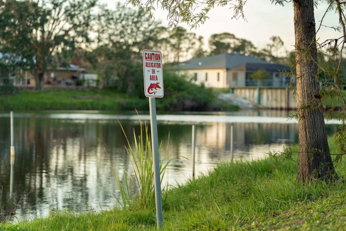 Florida resident finds alligator in backyard pool as mating season sends gators wandering