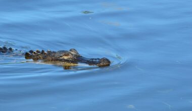 Florida family wakes to nearly 8-foot alligator lounging by basketball hoop in backyard pool