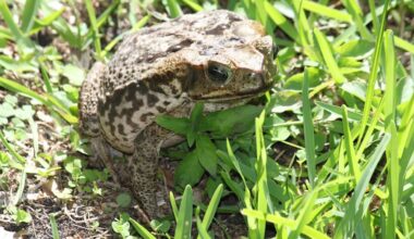 From lionfish to cane toads, Florida's invasive species crisis stretches far beyond pythons