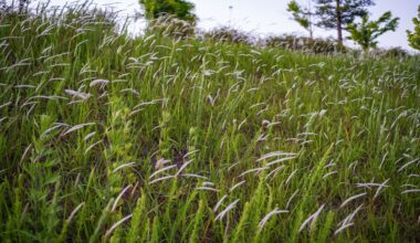 Florida researchers warn fire-prone cogongrass also helps lone star ticks thrive