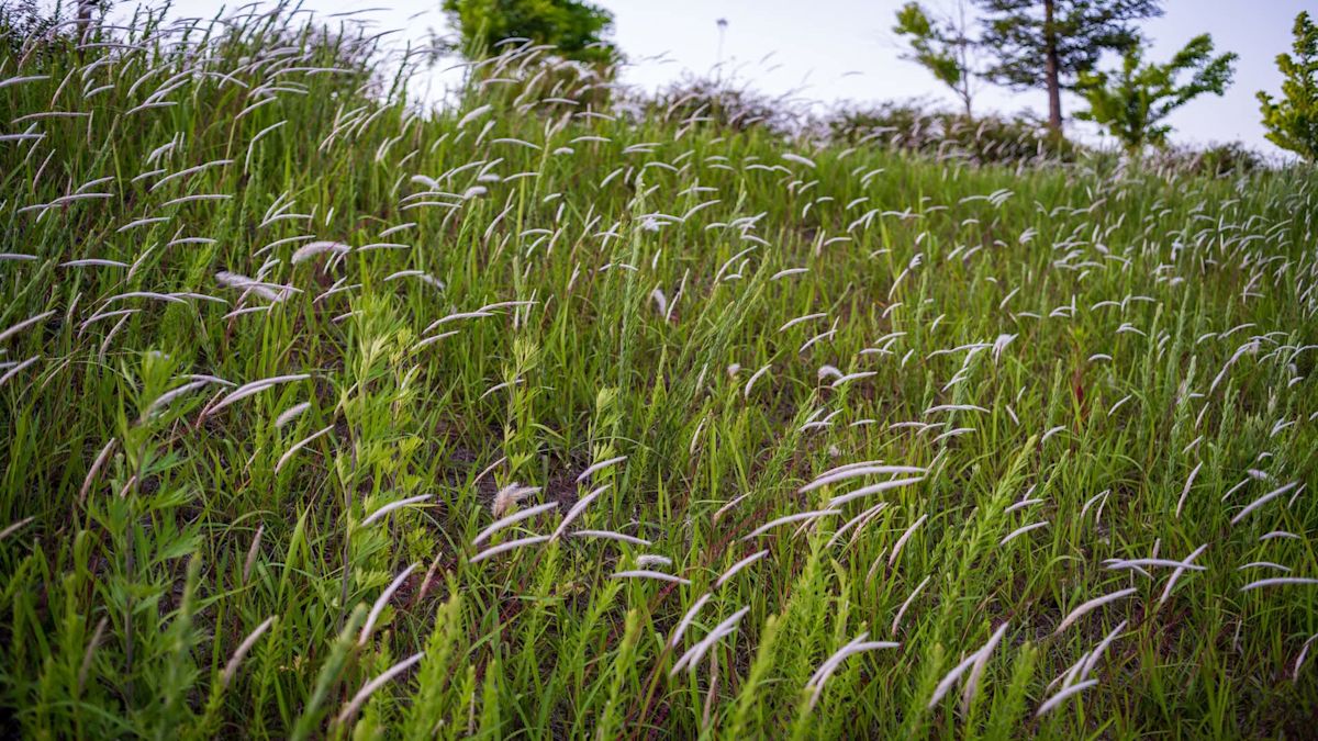 Florida researchers warn fire-prone cogongrass also helps lone star ticks thrive