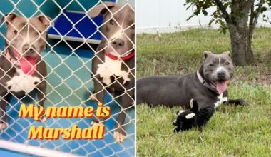 After 541 days in a Florida shelter, Marshall the dog finally has a home
