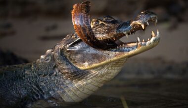 Florida records nearly 500 alligator attacks, with fatal cases tied to routine activities