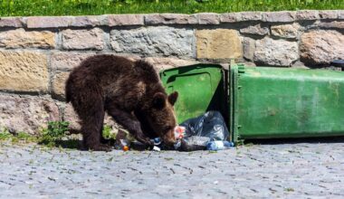 Florida county seeks grant for bear-proof trash cans as unsecured garbage drives conflicts