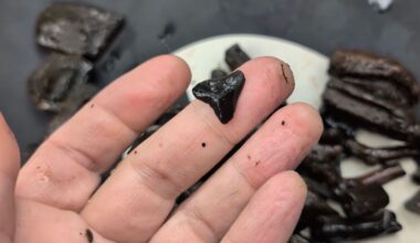 Florida river drawdown exposes Ice Age carnivore fossils, petrified wood