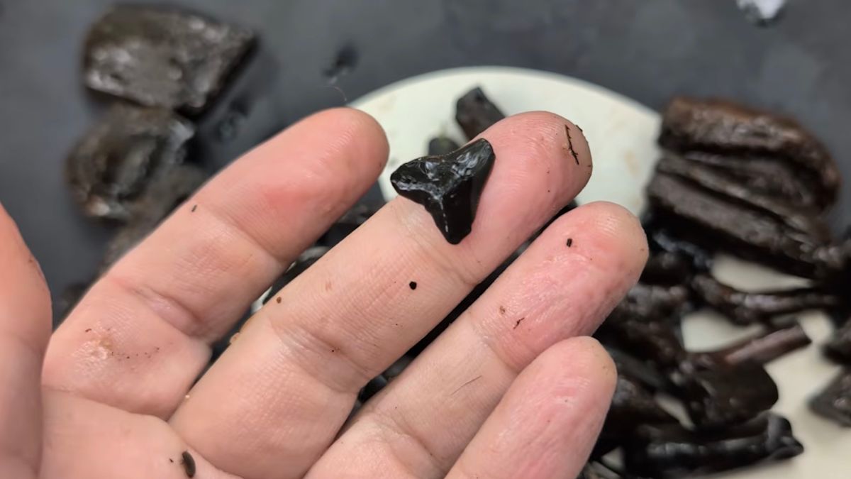 Florida river drawdown exposes Ice Age carnivore fossils, petrified wood