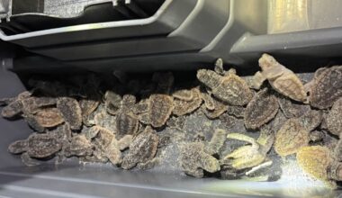 Deputies rescue nearly 75 baby sea turtles after heading inland on a Florida beach
