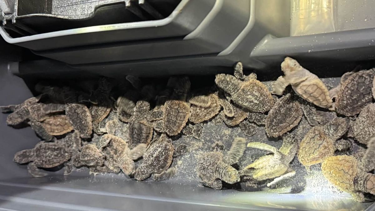 Deputies rescue nearly 75 baby sea turtles after heading inland on a Florida beach
