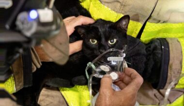 Florida firefighters pull missing cat from house fire, give it oxygen