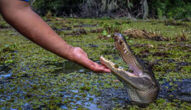 Son of Florida woman who lost arm in gator attack blames tourists and social media for bolder gators