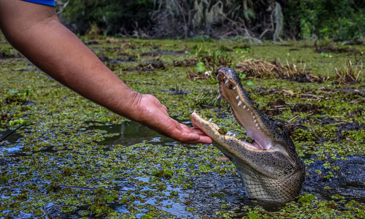 Son of Florida woman who lost arm in gator attack blames tourists and social media for bolder gators