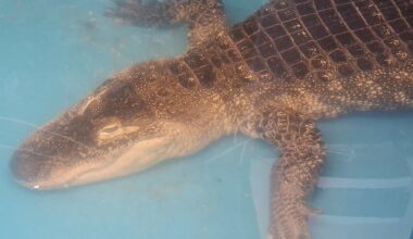 Barking dog alerts Florida homeowner to alligator swimming in backyard pool