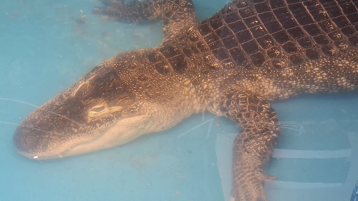 Barking dog alerts Florida homeowner to alligator swimming in backyard pool