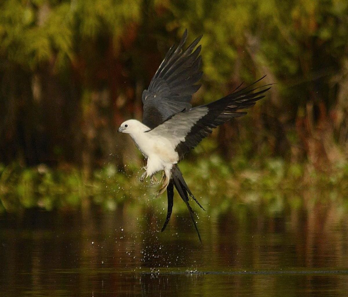 Florida birds make rare Ohio visit. See the photos