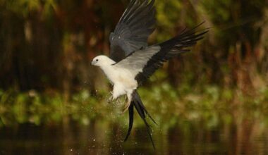 Florida birds make rare Ohio visit. See the photos