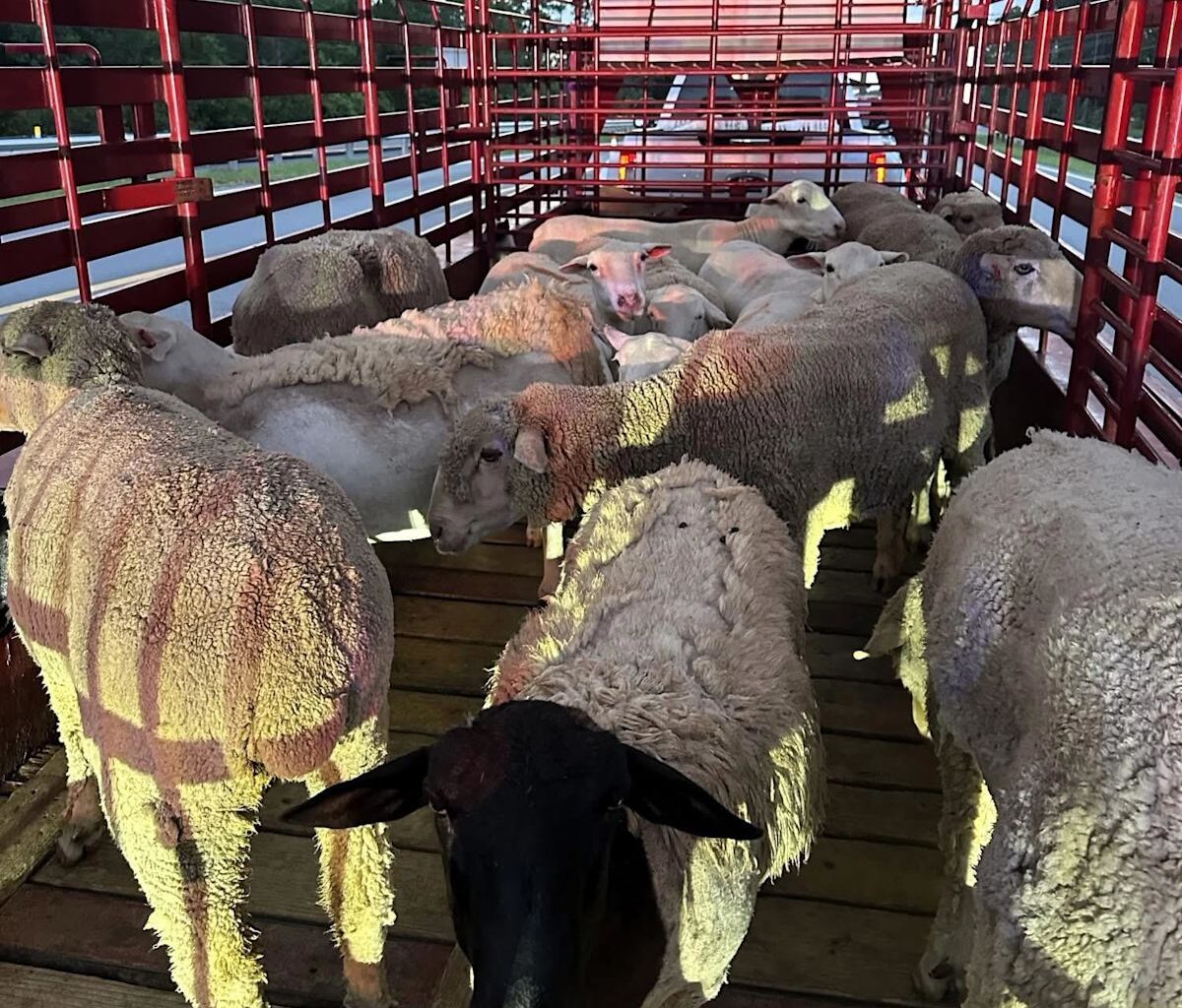 Texas Livestock Hauler Arrested After Allegedly Bypassing Florida's New World Screwworm Inspection