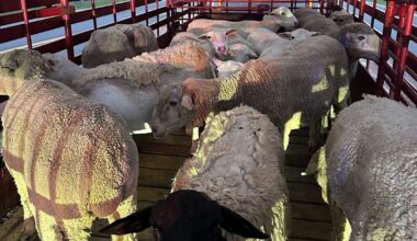 Texas Livestock Hauler Arrested After Allegedly Bypassing Florida's New World Screwworm Inspection