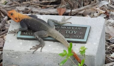 Florida's orange invasive lizard: could it cross state borders?