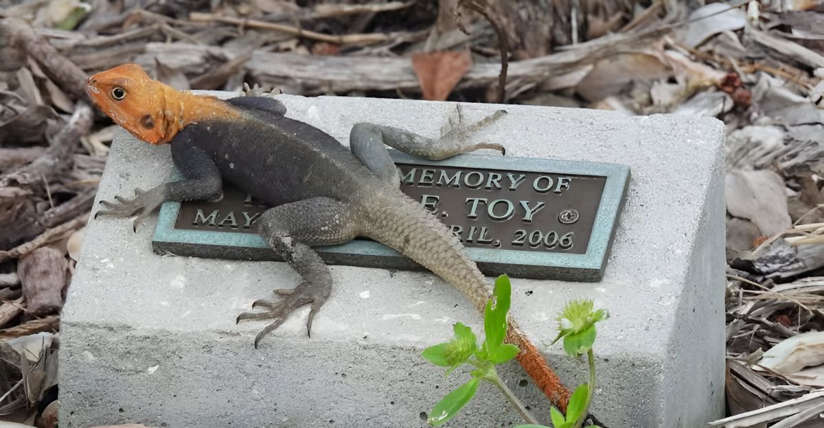 Florida's orange invasive lizard: could it cross state borders?