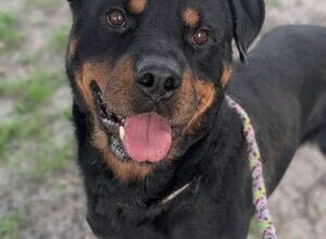 Jacksonville animal shelter waives adoption fees due to severe overcrowding