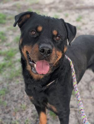 Jacksonville animal shelter waives adoption fees due to severe overcrowding