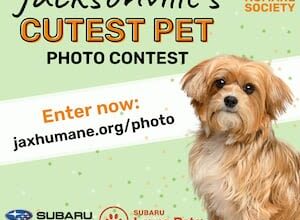 Jacksonville Humane Society Launches Cutest Pet Contest