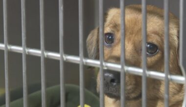 Tampa Humane Society offers free adoptions after rescuing 21 dachshunds from hoarding case