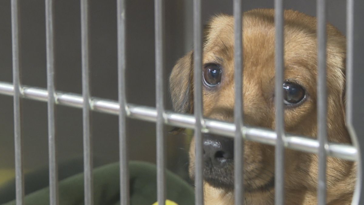 Tampa Humane Society offers free adoptions after rescuing 21 dachshunds from hoarding case