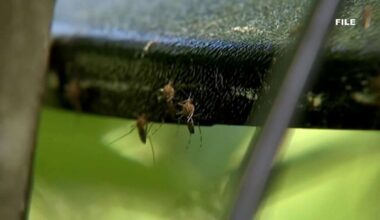 Tampa Bay mosquitoes: High humidity and rain drive summer surge