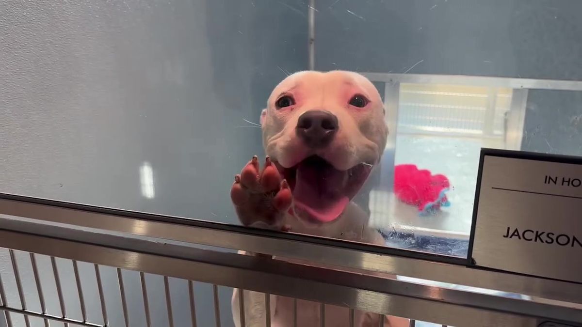 Clear the Shelters: Humane Society waives adoption fees in Tampa Bay