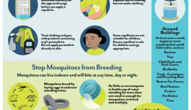 Dengue cases in the Tampa Bay area rise to 10