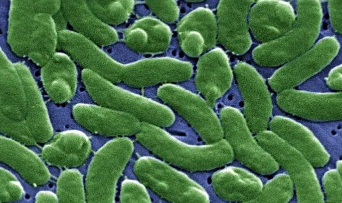 Florida reports additional Vibrio vulnificus case in Santa Rosa County