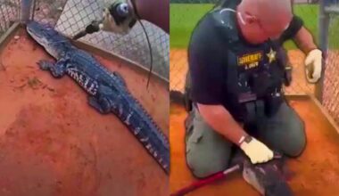 Alligator discovered at Central Florida high school campus, deputies say