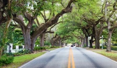 Want to beat the heat? Start with trees | FIU News
