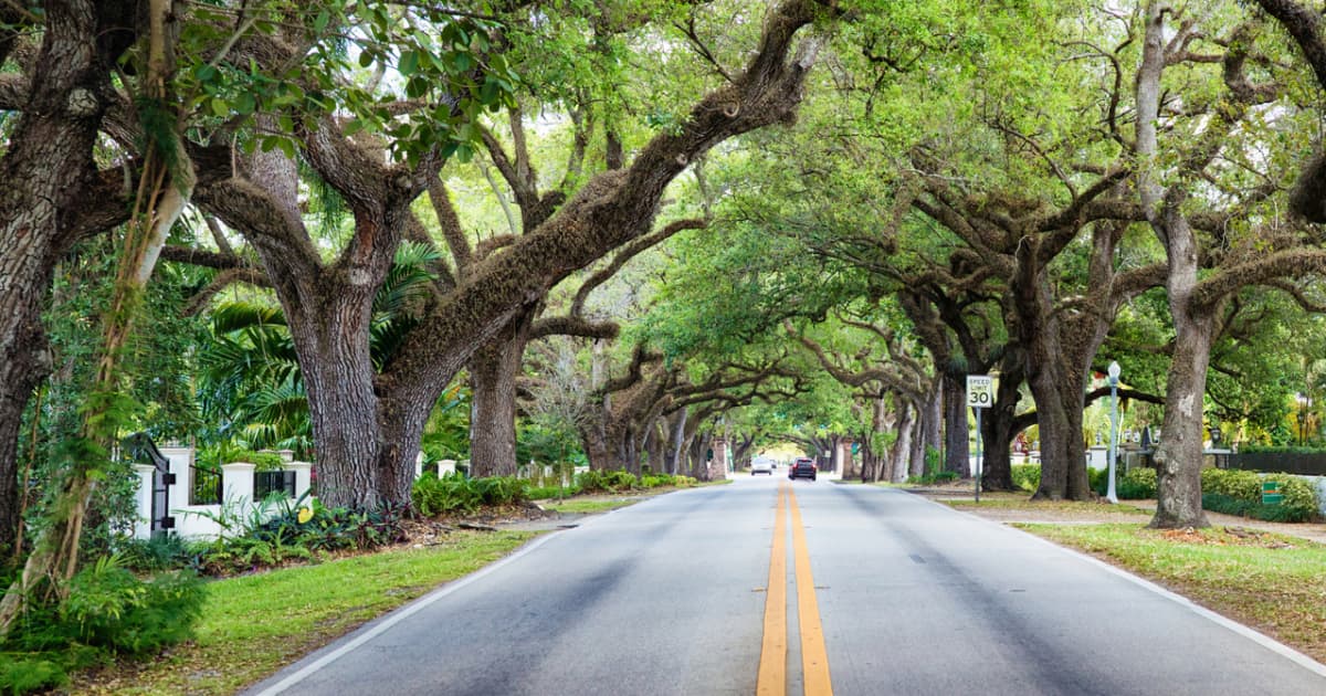 Want to beat the heat? Start with trees | FIU News