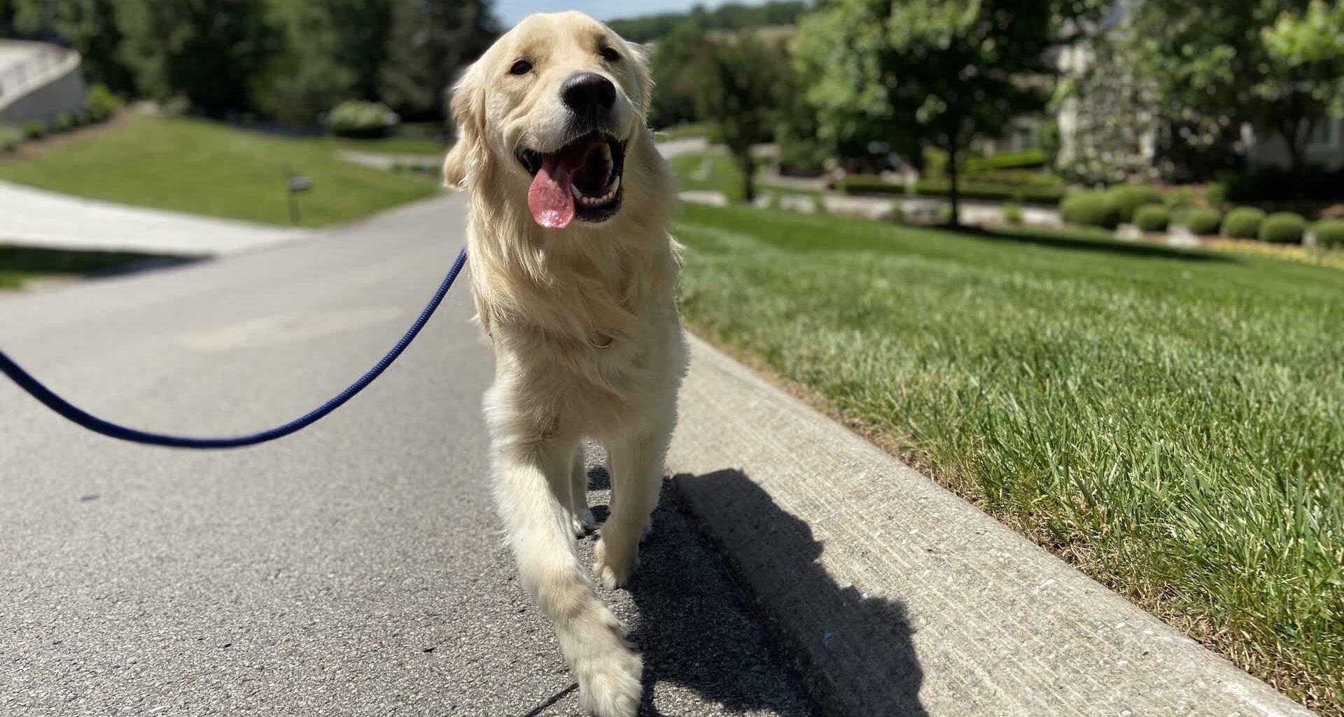 A golden retriever walking on a pavement with grass and trees in the background.